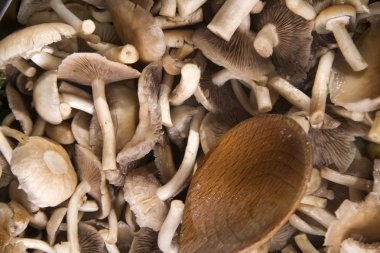 Pişirme mantar pioppino