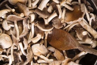 Pişirme mantar pioppino