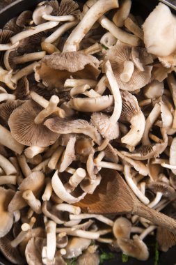 Pişirme mantar pioppino