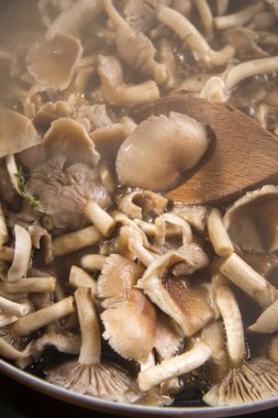 Pişirme mantar pioppino