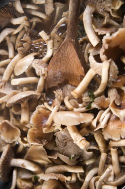 Pişirme mantar pioppino