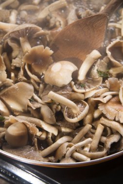 Pişirme mantar pioppino