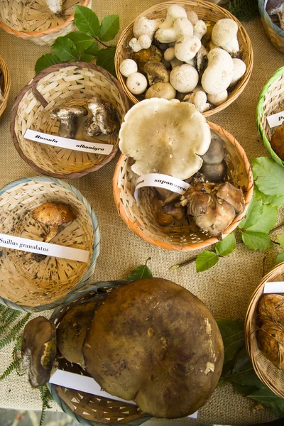 Mixed mushrooms — Stock Photo, Image