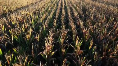 Olgun mısır tarlalarının sulama kanallarıyla çaprazlanmış, kırsal bir ortamda gün batımının sıcacık ışığıyla aydınlatılmış hava videosu.. 