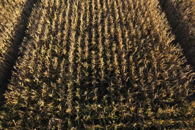 Sonbaharda mahsulün doğal dokusunu ve durumunu gösteren sarı ve kuru yapraklı bir mısır tarlasının yakın çekim görüntüsü.. 