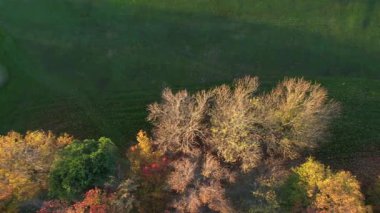 Yeşil çayır, canlı renkler ve doğal atmosfer üzerinde kırmızı ve sarı yapraklı sonbahar ağaçlarının hava videosu.. 
