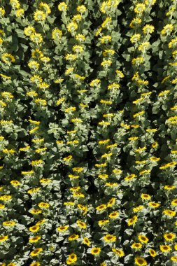 Uçsuz bucaksız, yemyeşil bir tarladan güzel sarı ayçiçekleri olan yaz çiçekleri..