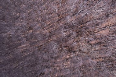 Çıplak ağaçlarla dolu bir kış ormanının havadan görünüşü, tekrarlayan doğal desenler, sakin bir atmosfer, vahşi ve doğal bir manzara.. 