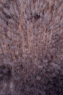 Çıplak ağaçlarla dolu bir kış ormanının havadan görünüşü, tekrarlayan doğal desenler, sakin bir atmosfer, vahşi ve doğal bir manzara.. 