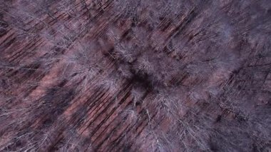 Çıplak ağaçlar, akışkan hareketler, doğal desenler, sakin bir atmosfer, vahşi ve doğal bir manzara içeren bir kış ormanı videosu.. 