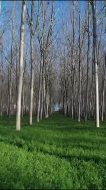 Yoğun, yapraksız kavak ağaçlarının alçak açılı görüntüsü parlak mavi bir gökyüzüne doğru yükseliyor. Güçlü zıtlık ve dinamik perspektif. Sessizlik ve doğa.