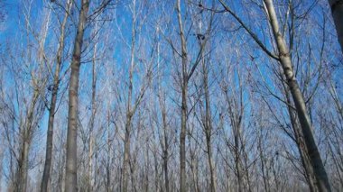 Yoğun, yapraksız kavak ağaçlarının alçak açılı görüntüsü parlak mavi bir gökyüzüne doğru yükseliyor. Güçlü zıtlık ve dinamik perspektif. Sessizlik ve doğa.