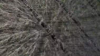 Sarmaş dolaş kavak ormanının üstünden çekilen hava görüntüsü yeşil bir çayırda doğal bir geometrik desen oluşturuyor..