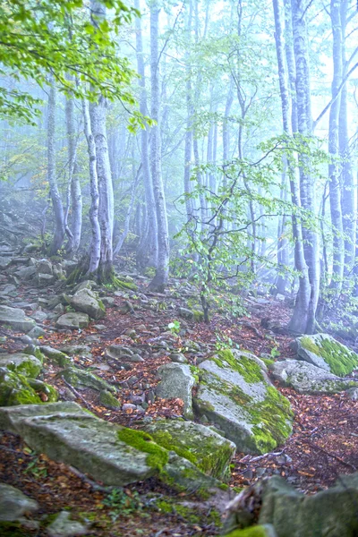 Forest autumn — Stock Photo, Image