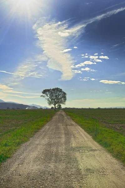 Estrada com árvore — Fotografia de Stock