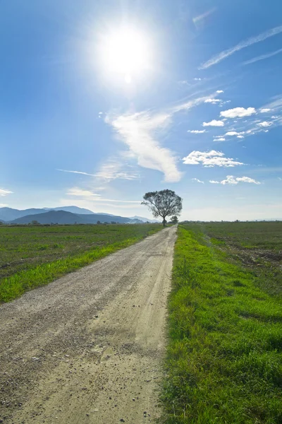 Estrada com árvore — Fotografia de Stock