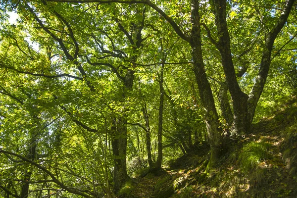 Floresta de faia no final do verão — Fotografia de Stock