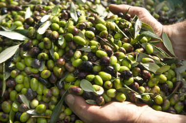 Zeytin hasadı