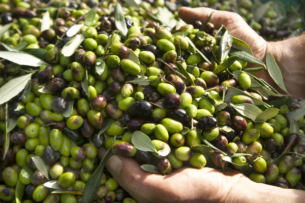 Zeytin hasadı — Stok fotoğraf