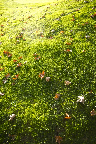 Trockenes Laub auf dem Rasen — Stockfoto