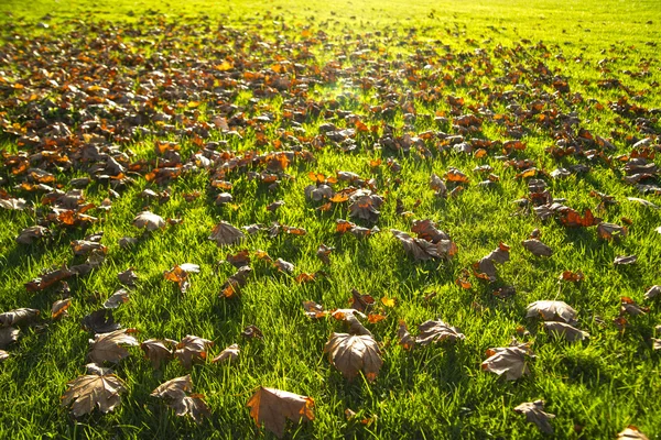 ใบไม้แห้งบนสนามหญ้า — ภาพถ่ายสต็อก
