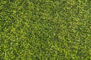 Bir golf sahası çimlere