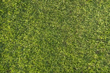 Bir golf sahası çimlere