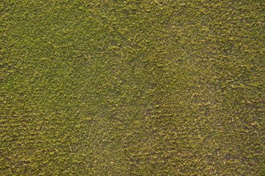 Bir golf sahası çimlere