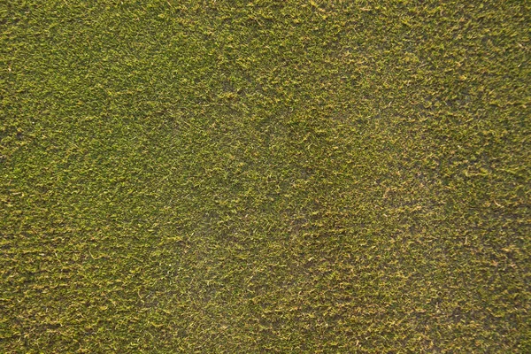 The grass on a golf course — Stock Photo, Image