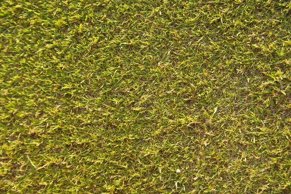 Трава на поле для гольфа — стоковое фото