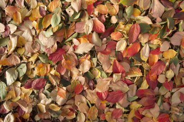 Trabzon hurması yaprakları