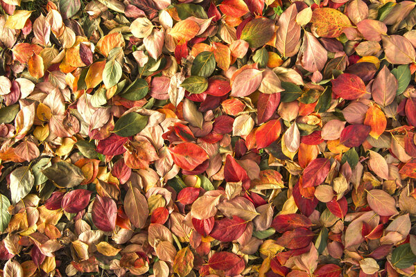 Листья хурмы
