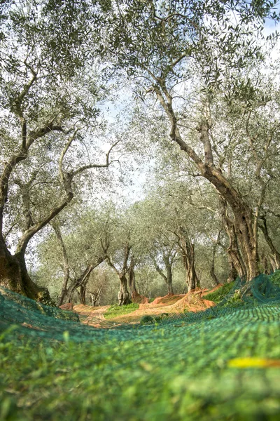 Zbiorach oliwek — Zdjęcie stockowe