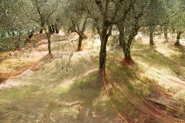 stock image The Olive Harvest