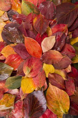 Trabzon hurması yaprakları