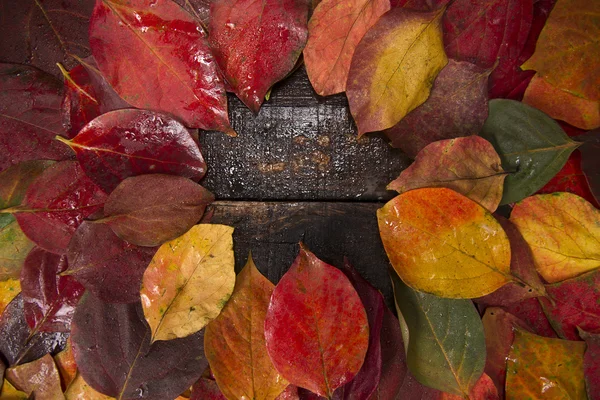 The leaves of persimmon — Stock Photo, Image