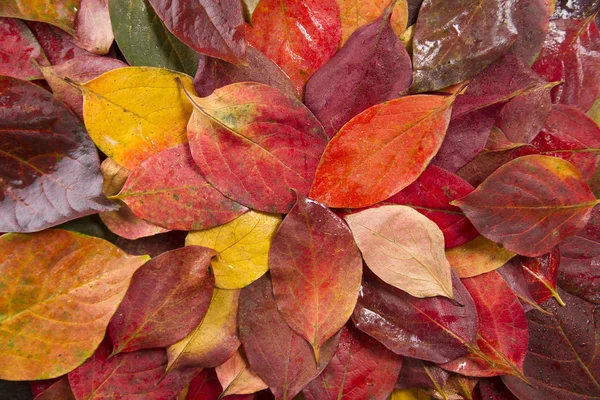 The leaves of persimmon — Stock Photo, Image