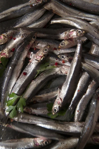 The Fresh anchovy — Stock Photo, Image