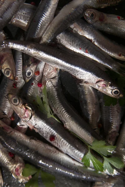 The Fresh anchovy — Stock Photo, Image