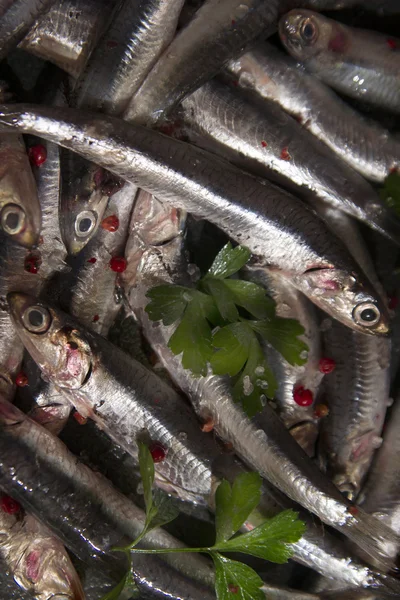 The Fresh anchovy — Stock Photo, Image