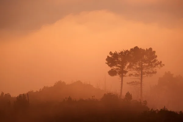 Tåken ved solnedgang – stockfoto