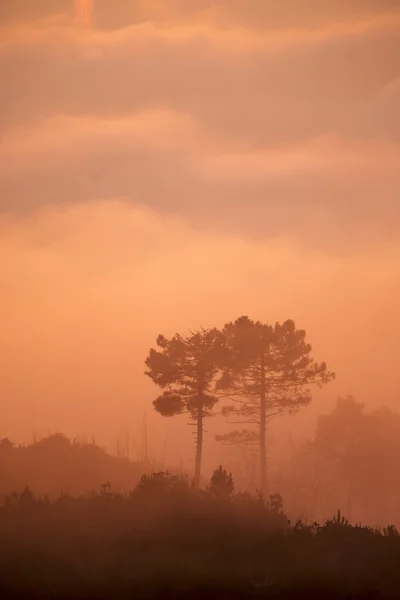 La nebbia al tramonto — Foto Stock