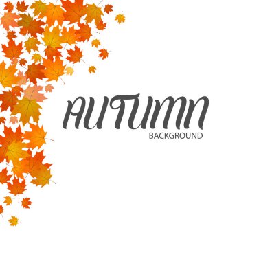 Sonbahar çiçekli arka plan. Beyaz arkaplanda izole edilmiş bırakmalar