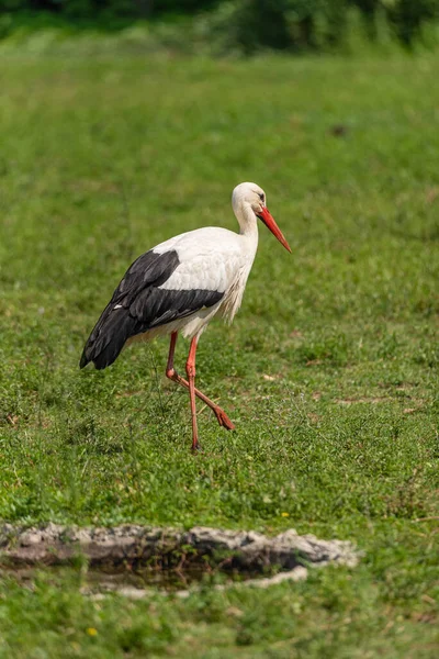 Large White Stork Walks Meadow Large European Bird — Stock Photo, Image