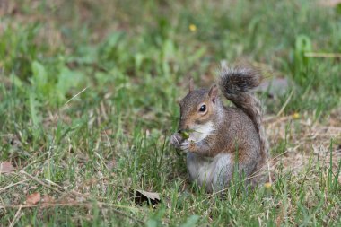 A North American gray squirrel eats sitting on a green lawn, small rodent mammal holds food between its paws