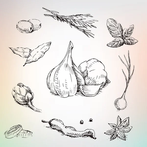 Чеснок, лук, оливки и травы. Много специй в коллекции — стоковый вектор