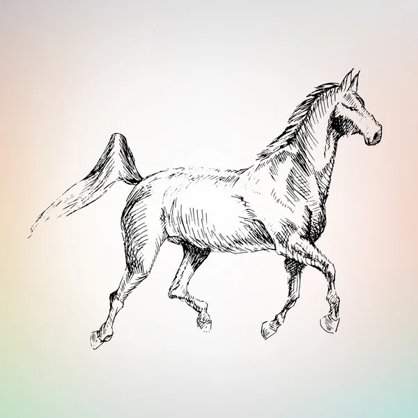 アラビアの馬に乗って、描画 — ストックベクタ