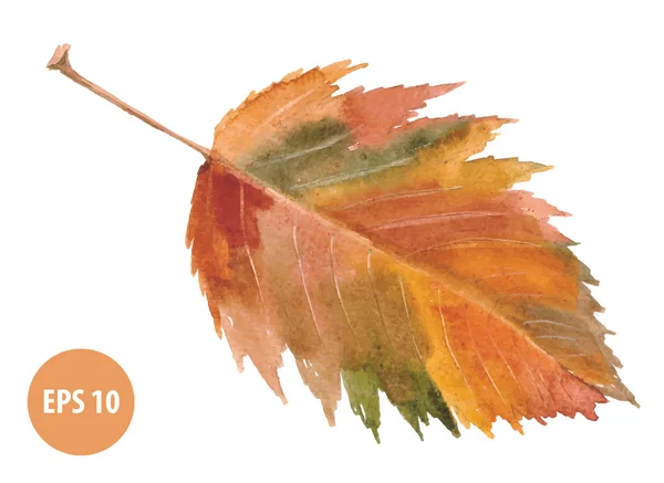 Watercolor autumn leaf — Stock Vector