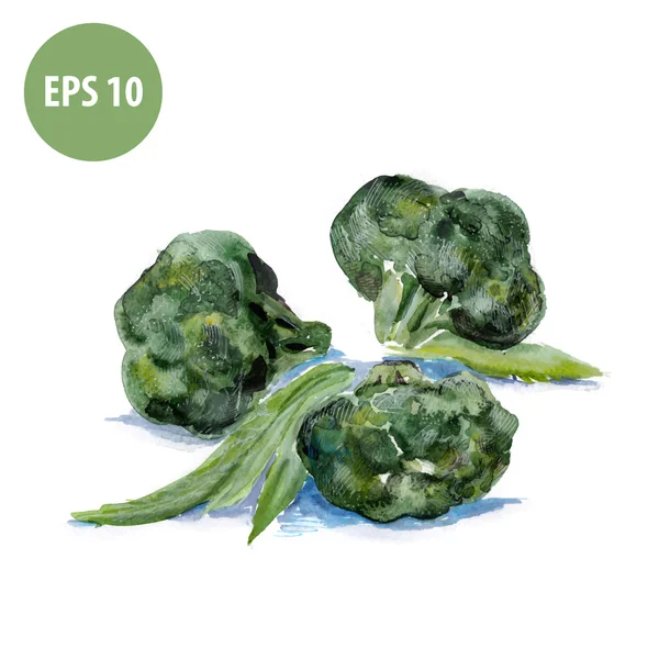 Aquarel broccoli, schilderij van plantaardige — Stockvector