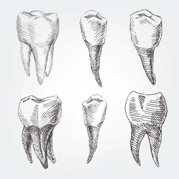 Set of hand drawing teeth. — Stock Vector